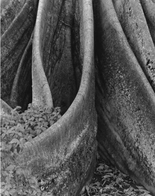 Valdir Cruz (Guarapuava/PR, 1954). Figueira, 2009. Pigmento sobre papel.
					125 x 105 x 4,5 cm